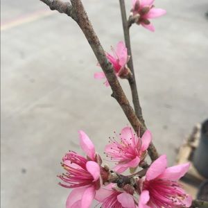 Meet your Posher, Railla